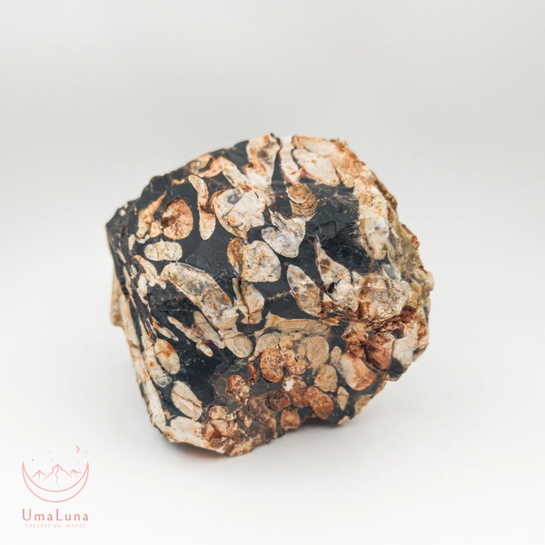 Pierre naturelle Bois Fossilisé - Minéral authentique pour lithothérapie et collection