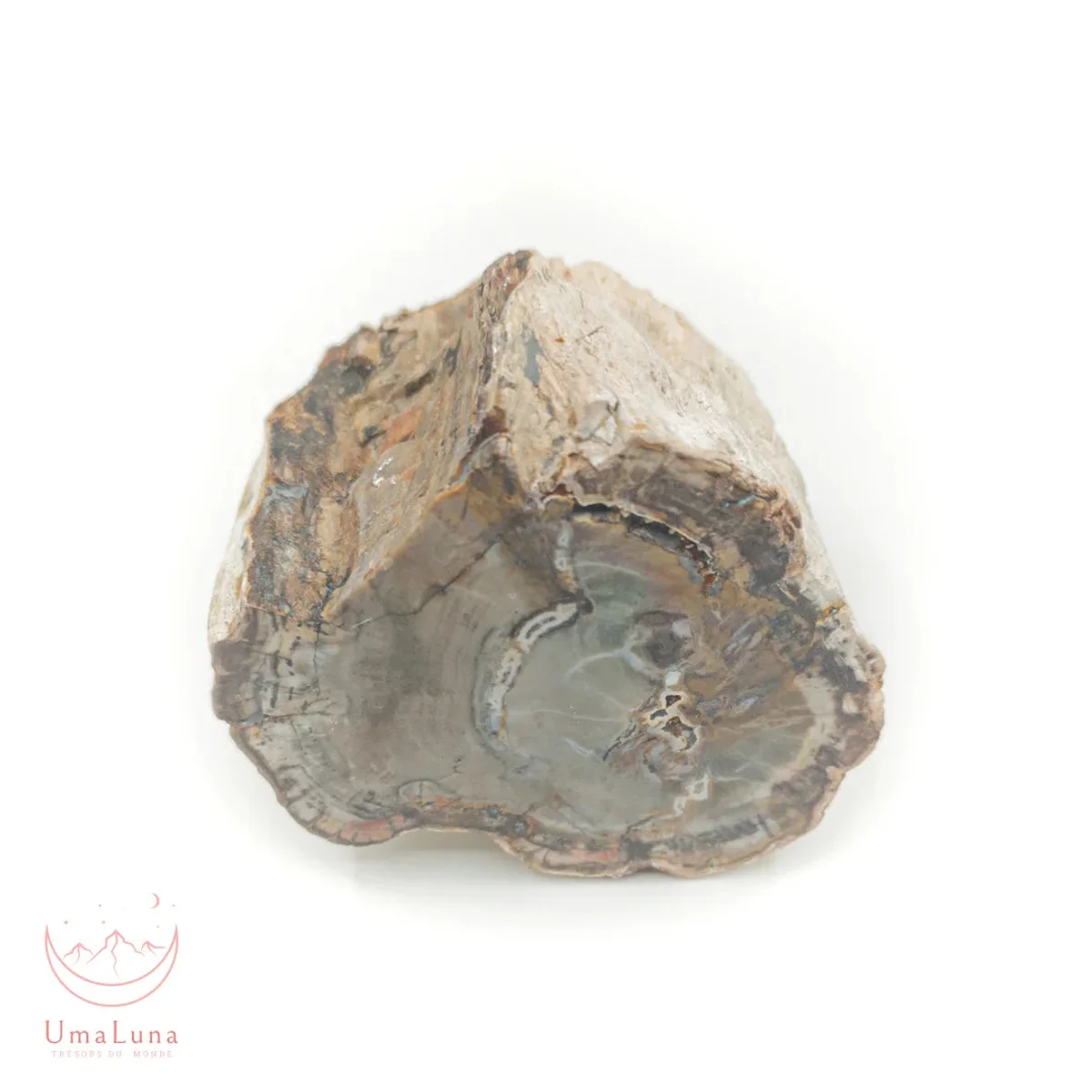 Bois Fossilisé brute 1270g - Photo 1