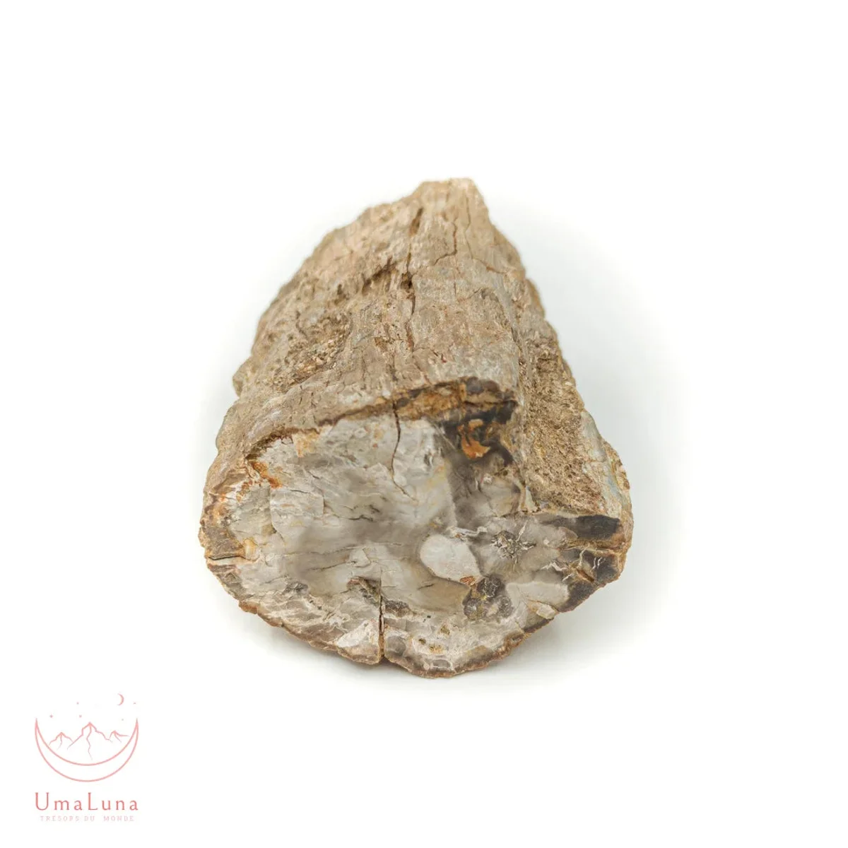 Bois Fossilisé Forme libre 650g - Photo 48