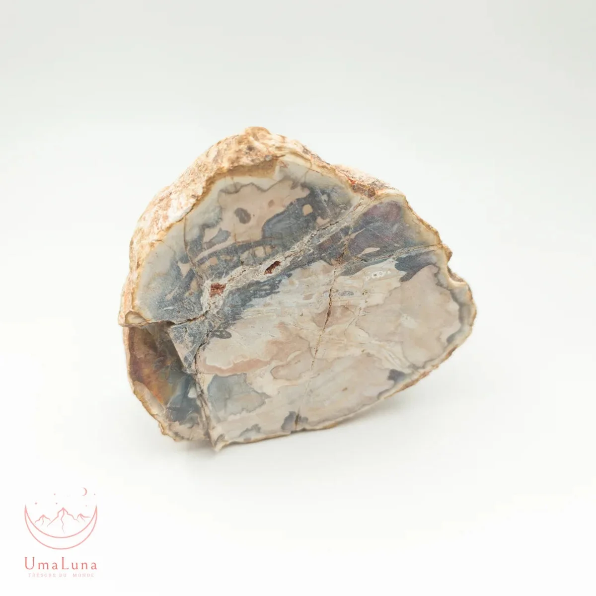Bois Fossilisé brute 430g - Photo 1