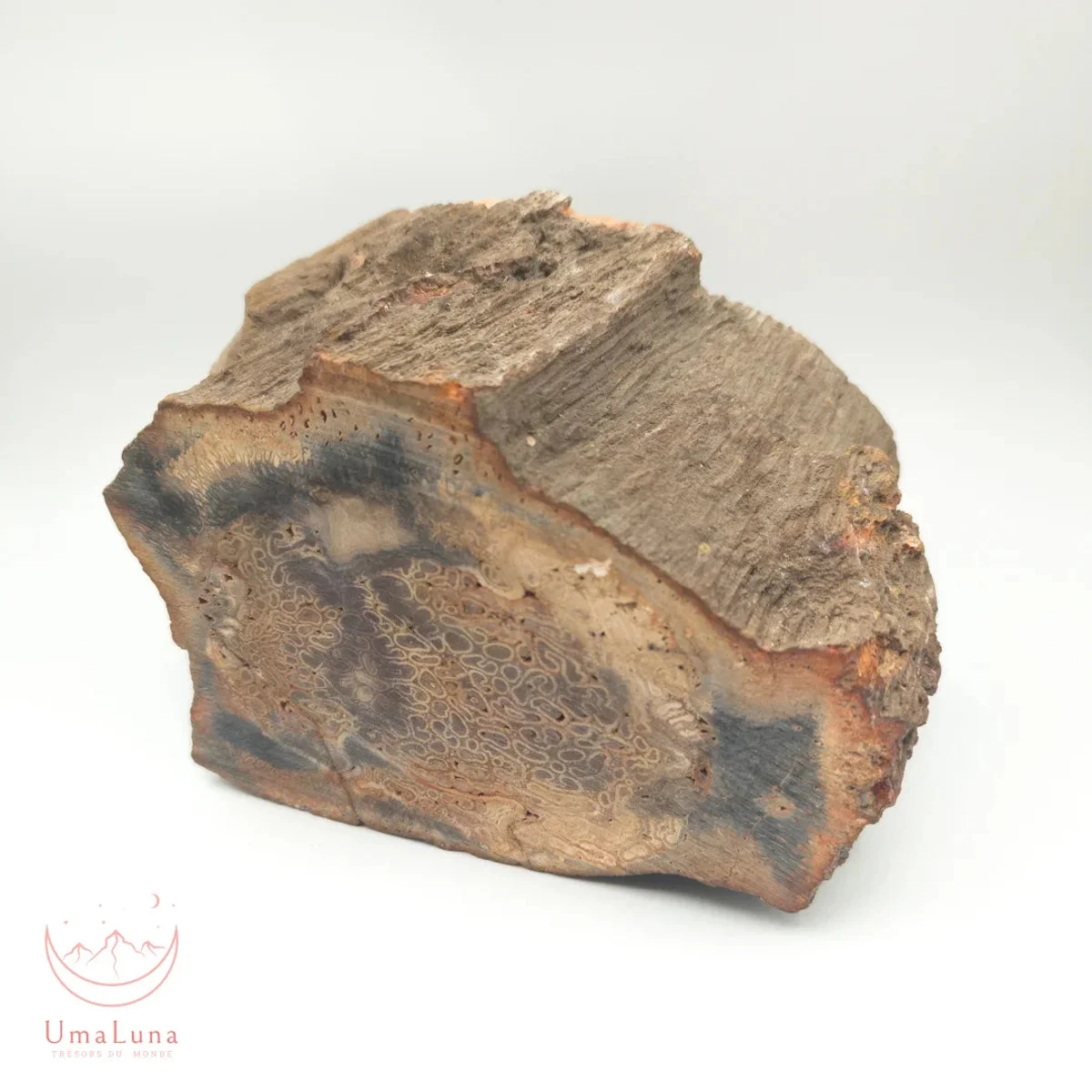 Bois Fossilisé Forme libre 650g - Photo 16