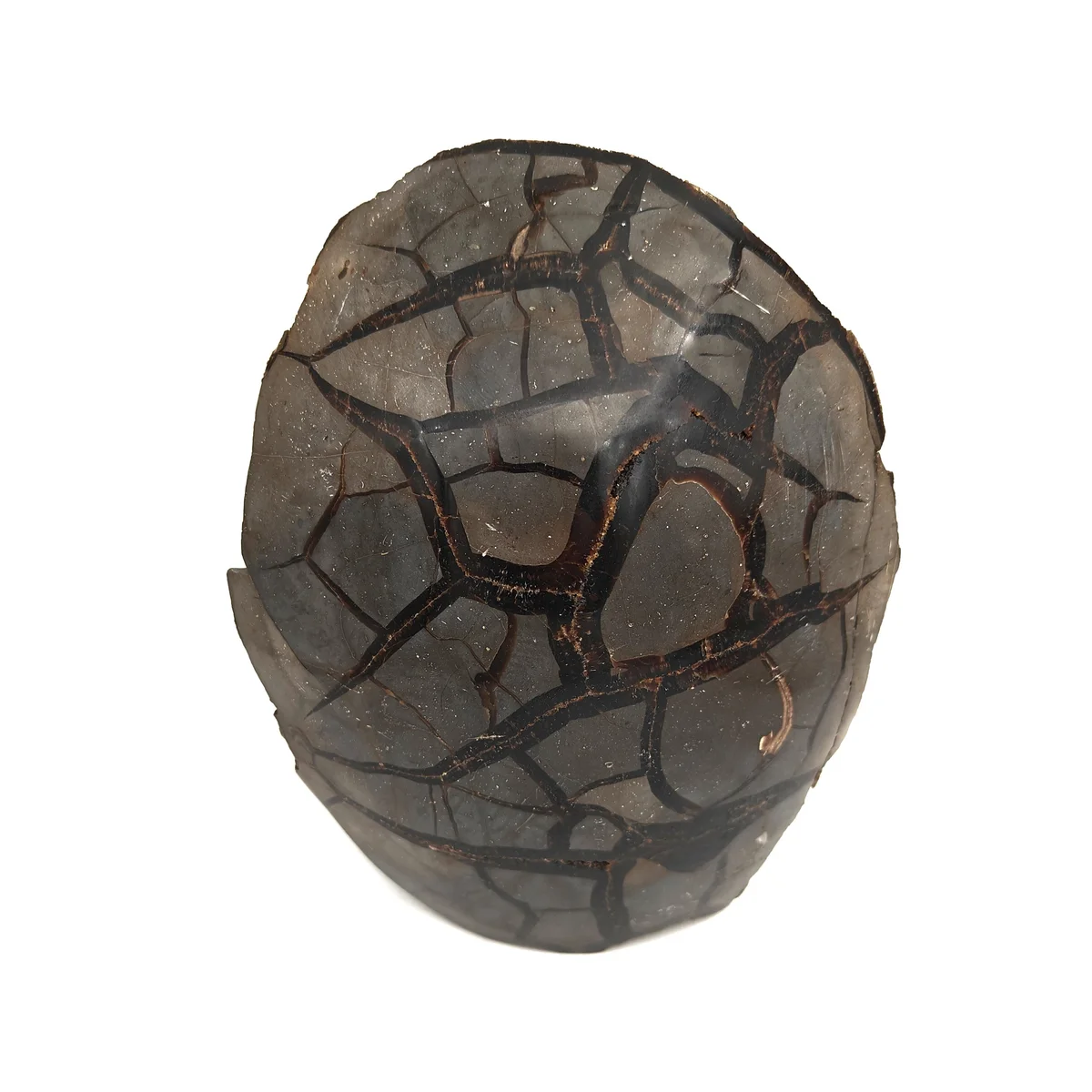 Septaria Forme libre 2555g - Photo 1