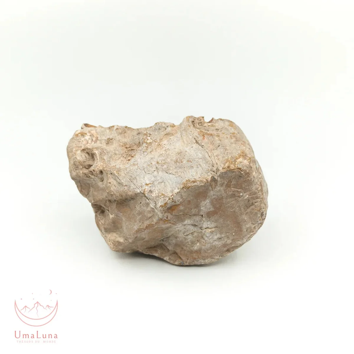 Bois Fossilisé Forme libre 650g - Photo 36