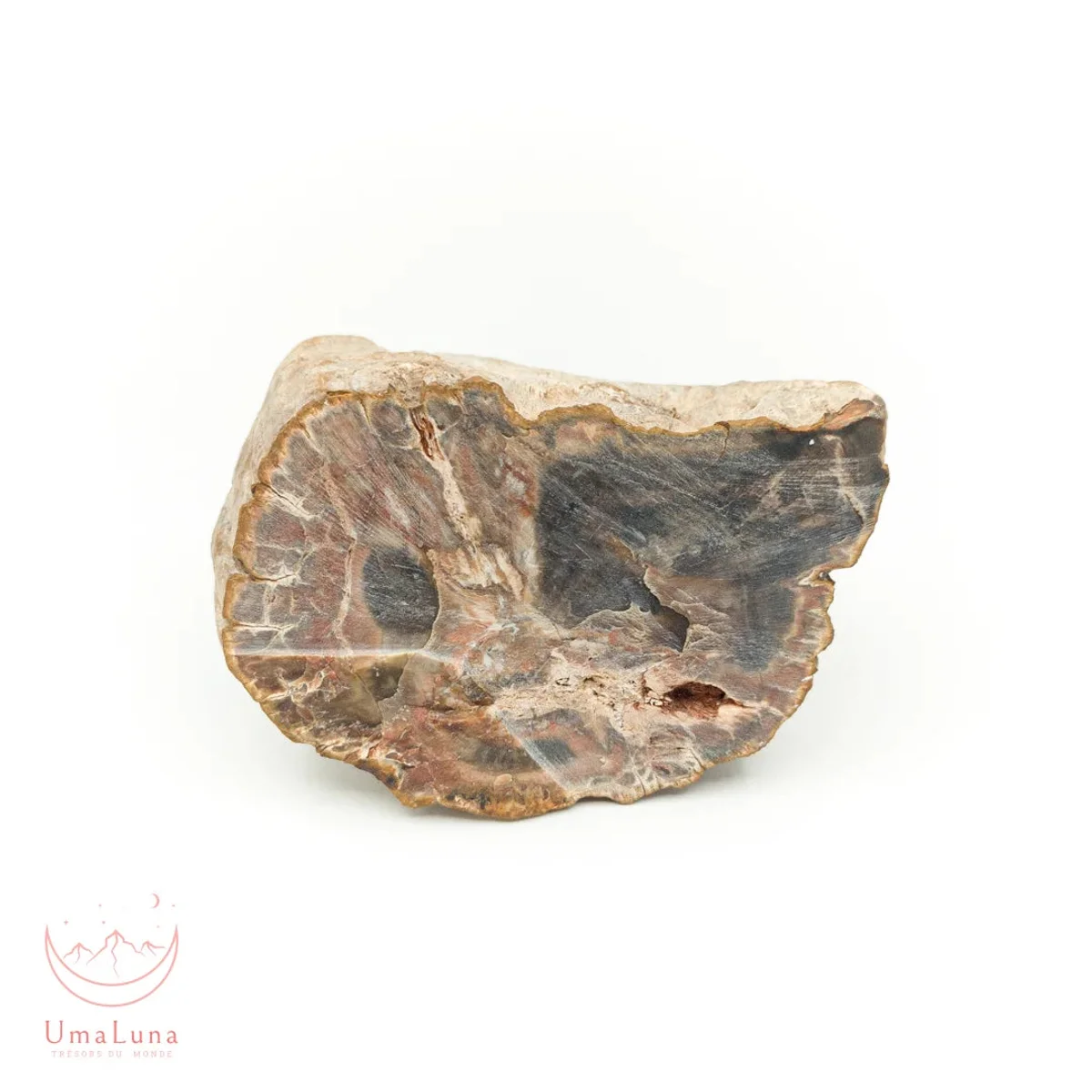 Bois Fossilisé brute 460g - Photo 1