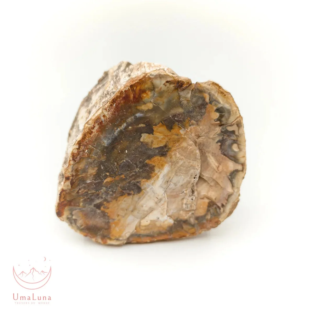 Bois Fossilisé Forme libre 650g - Photo 31