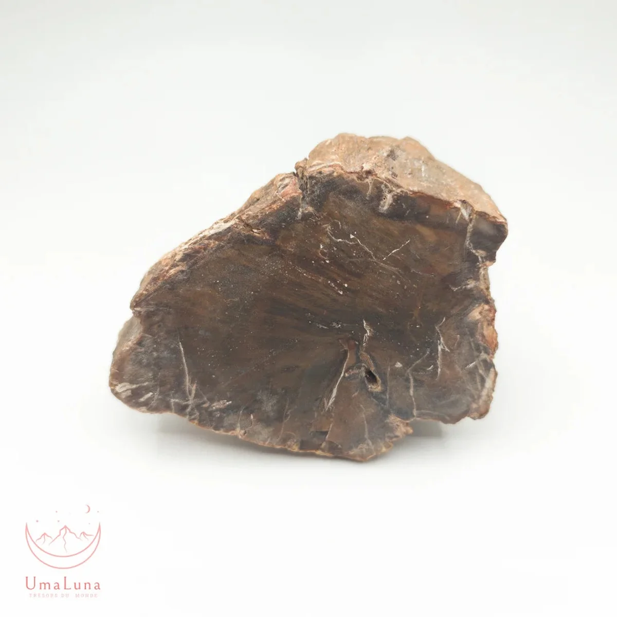 Bois Fossilisé brute 310g - Photo 1