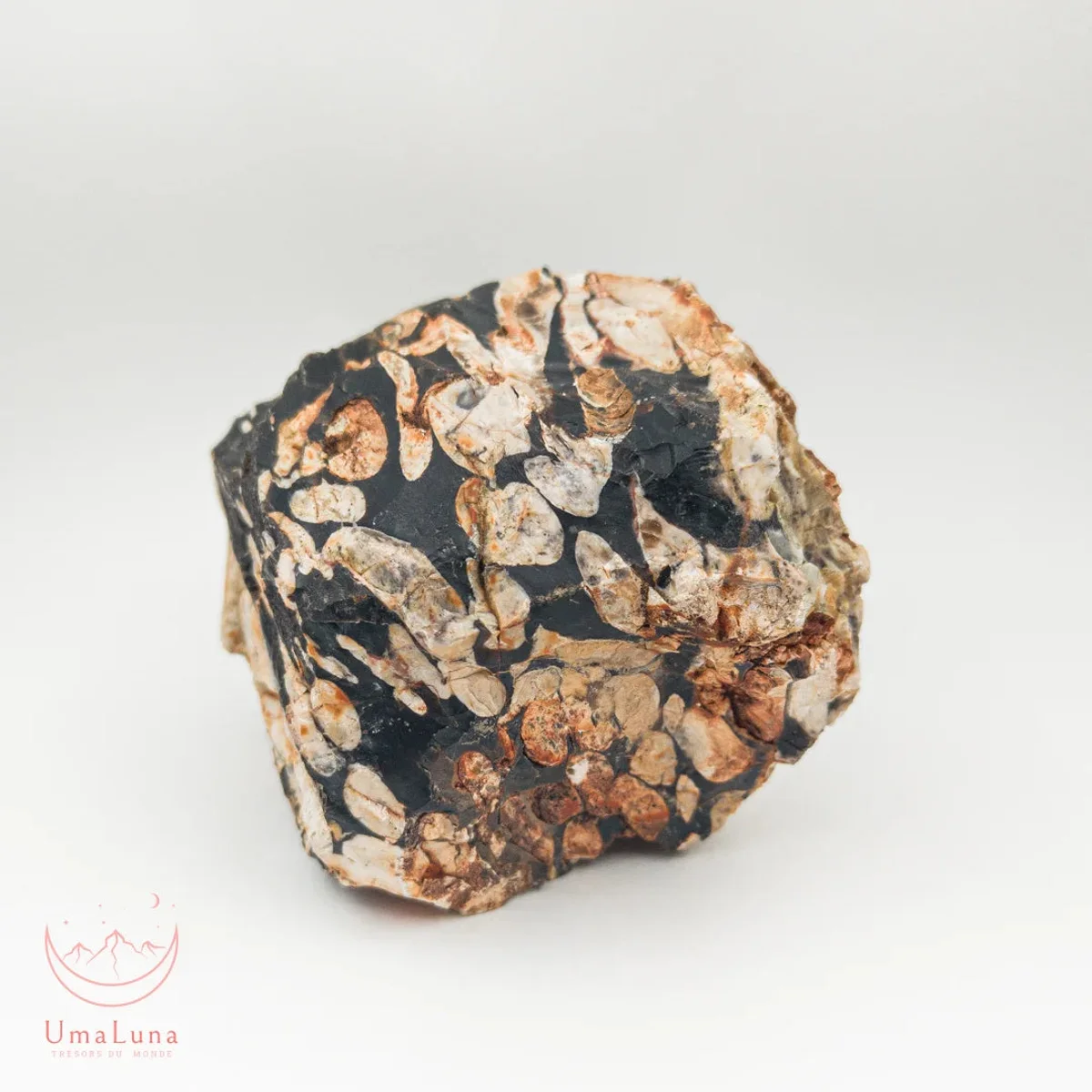 Bois Fossilisé brute 950g - Photo 1