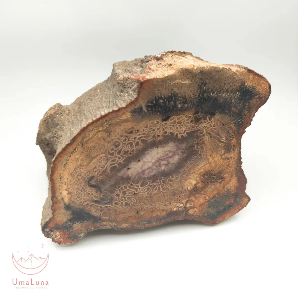 Bois Fossilisé brute 2900g - Photo 1