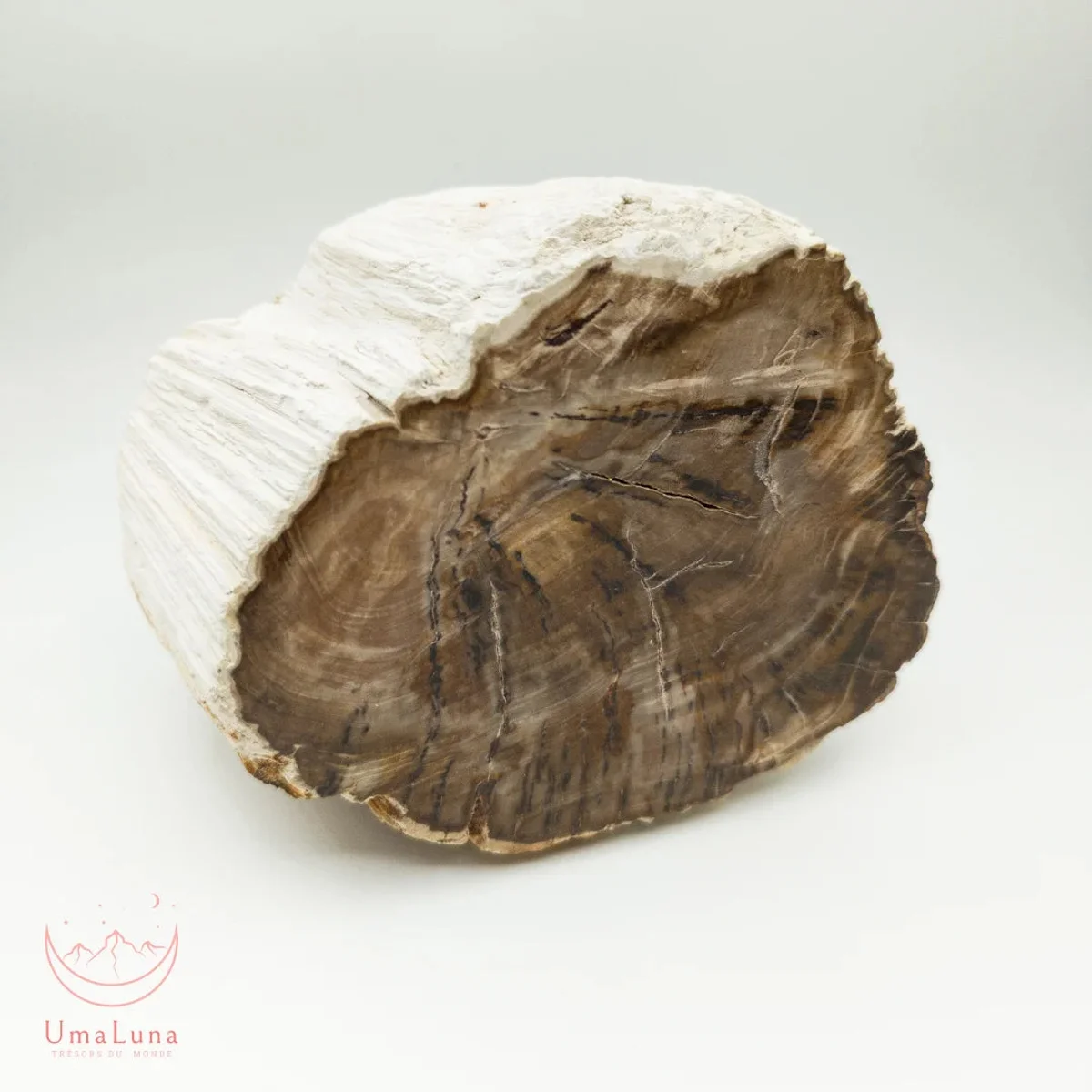 Bois Fossilisé brute 1900g - Photo 1
