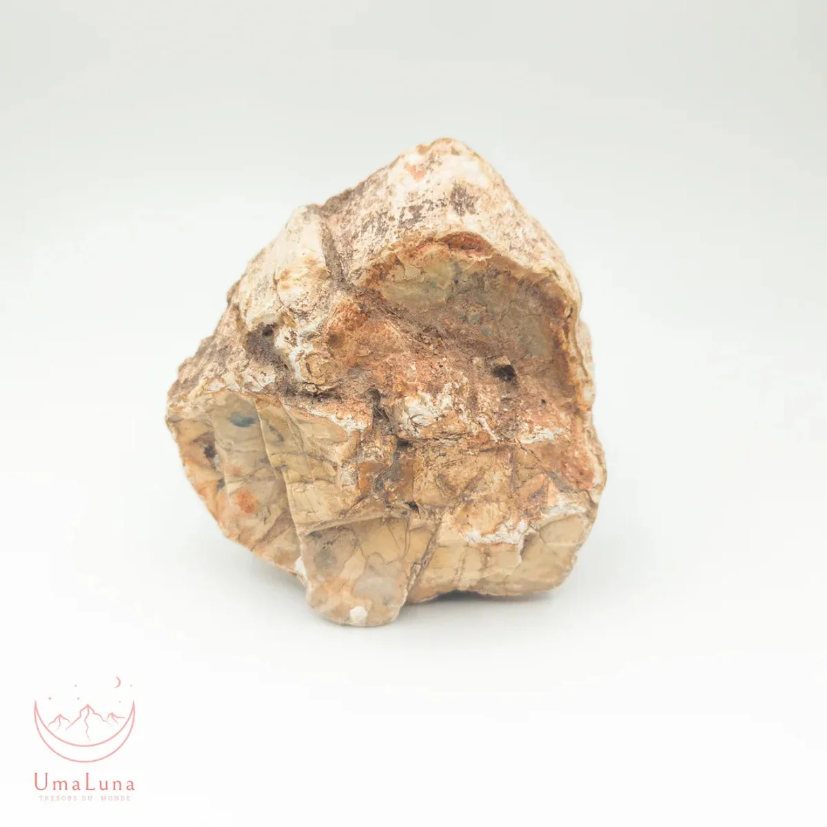 Bois Fossilisé Forme libre 650g - Photo 6