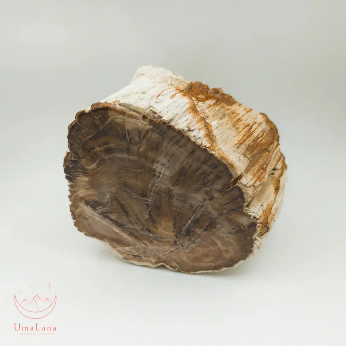 Bois Fossilisé Forme libre 650g - Photo 2