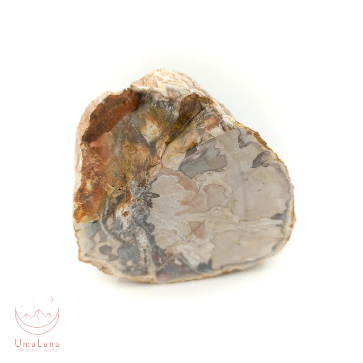Bois Fossilisé brute 500g - Photo 1