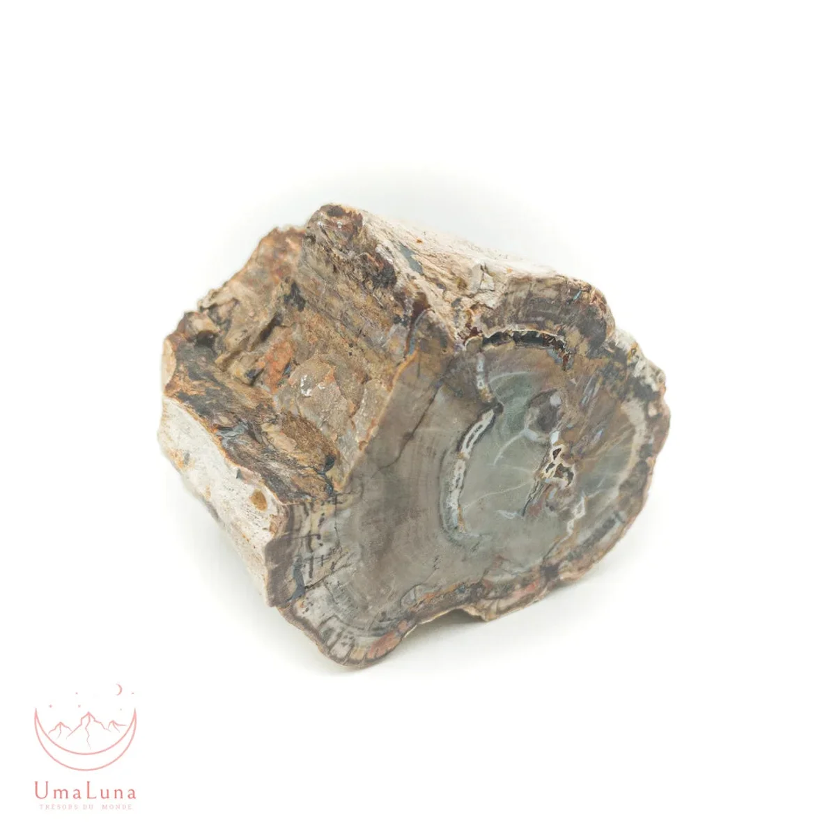 Bois Fossilisé Forme libre 650g - Photo 44