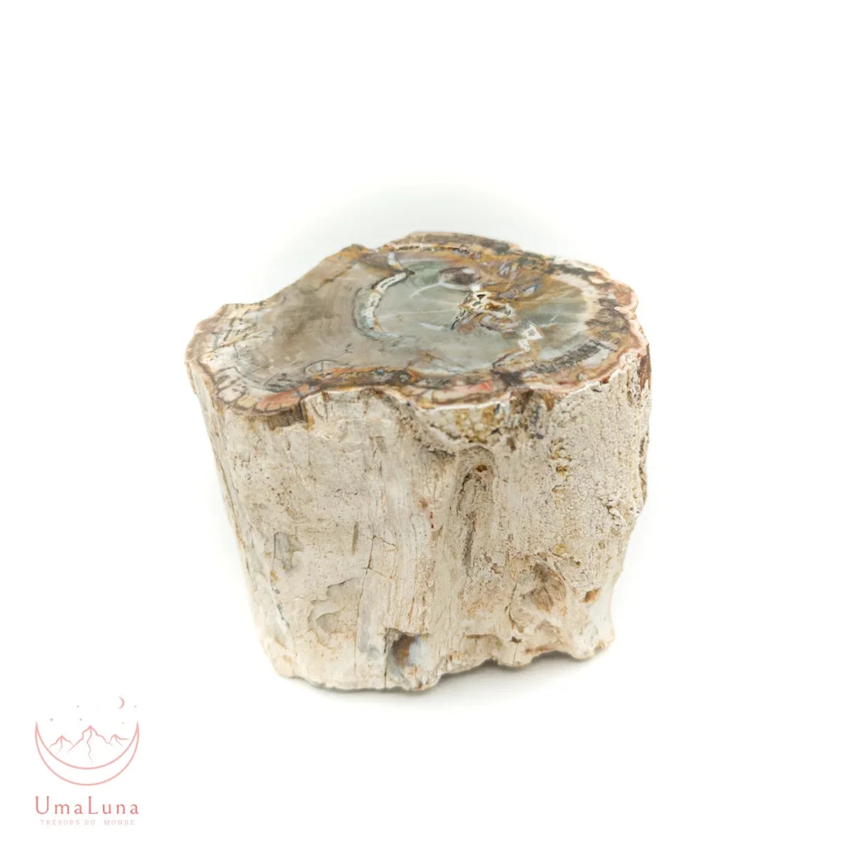 Bois Fossilisé Forme libre 650g - Photo 47