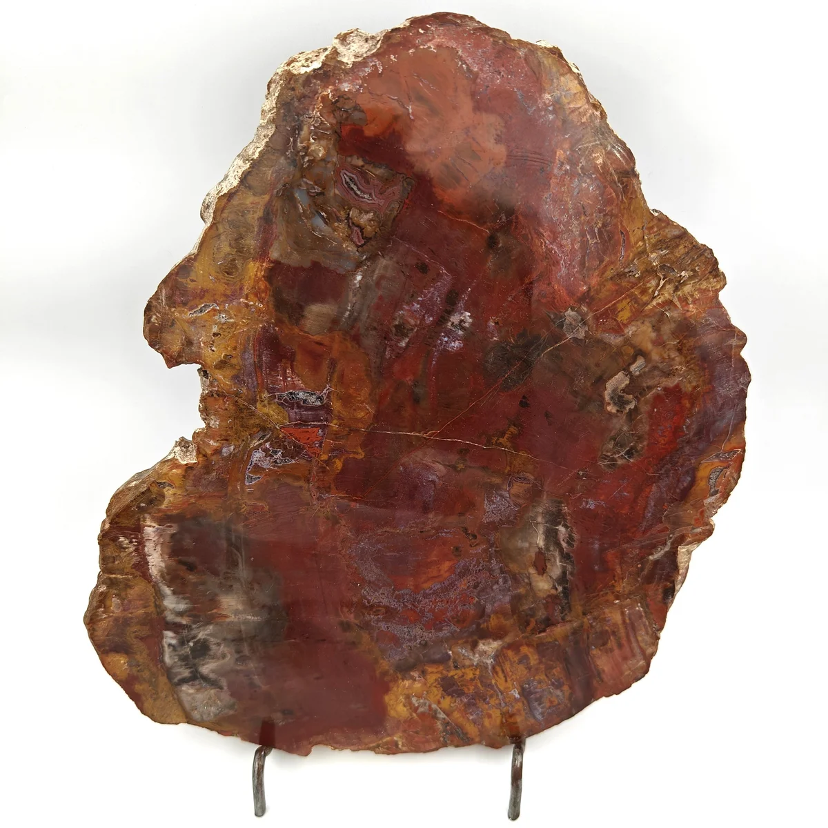 Bois Fossilisé Plaque 1600g - Photo 1