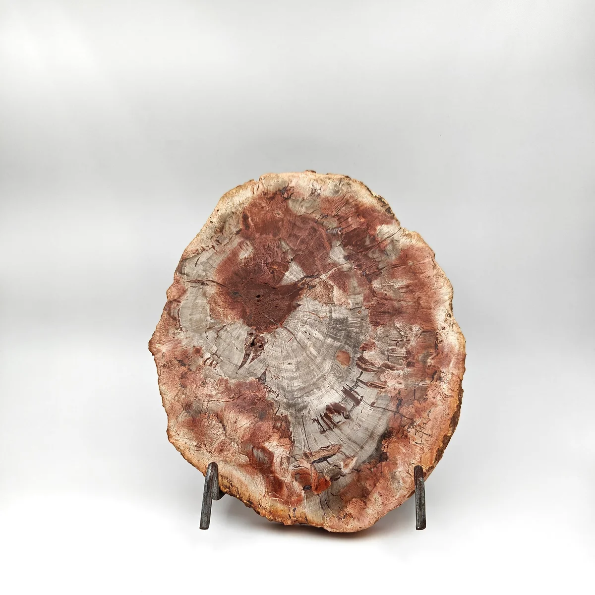 Bois Fossilisé Plaque 750g - Photo 1
