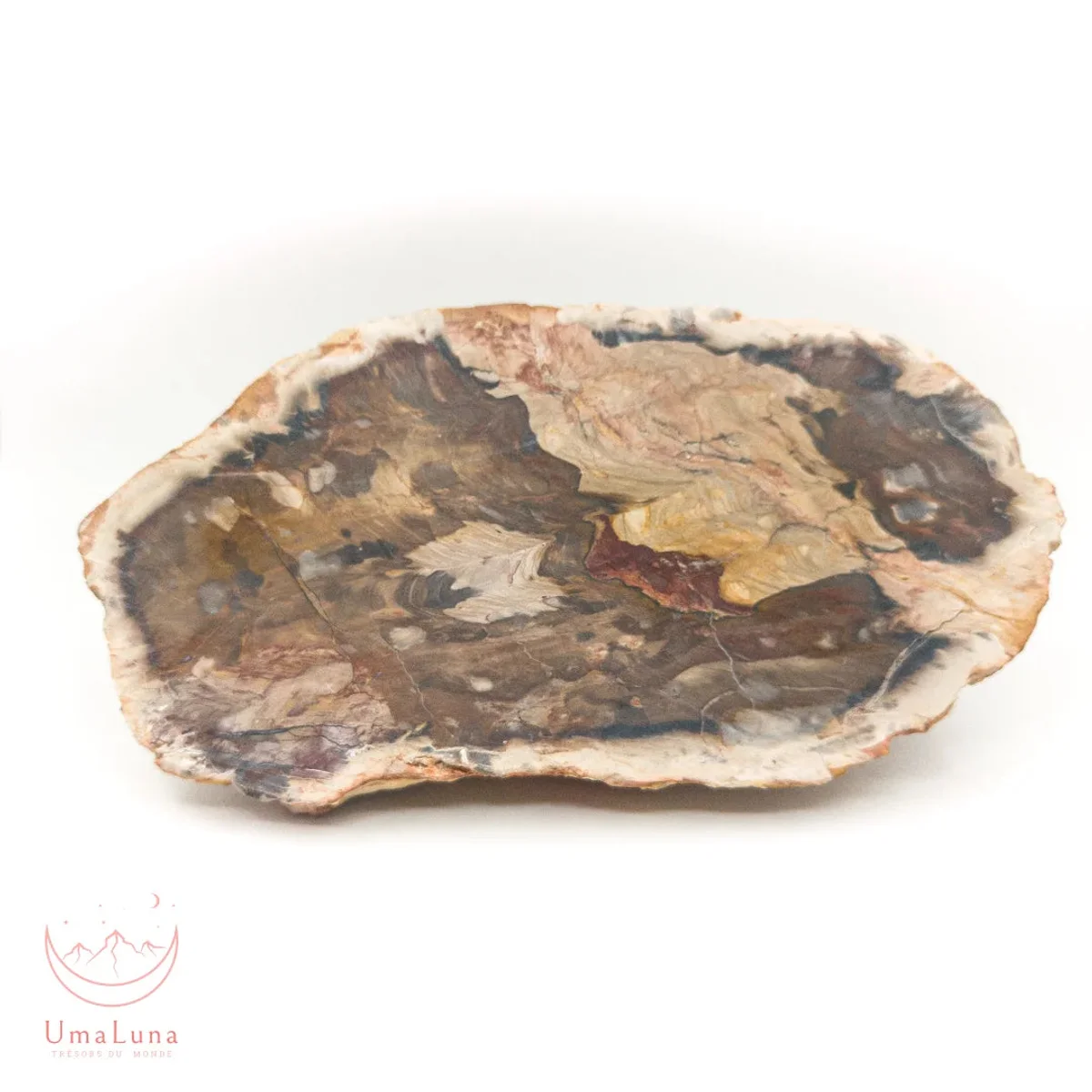 Bois Fossilisé Forme libre 650g - Photo 24