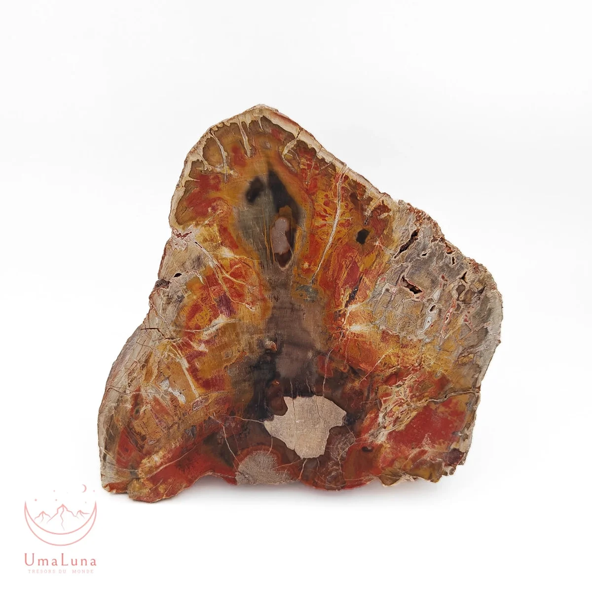 Bois Fossilisé brute 1600g - Photo 1