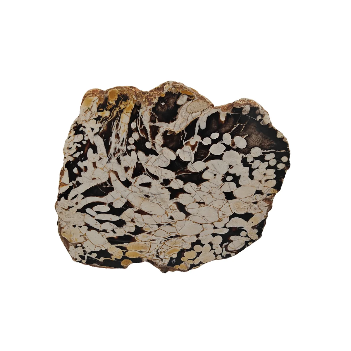 Bois Fossilisé brute 5100g - Photo 1