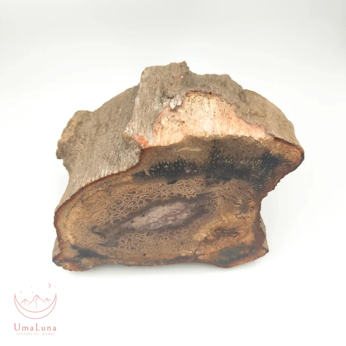Bois Fossilisé Forme libre 650g - Photo 17