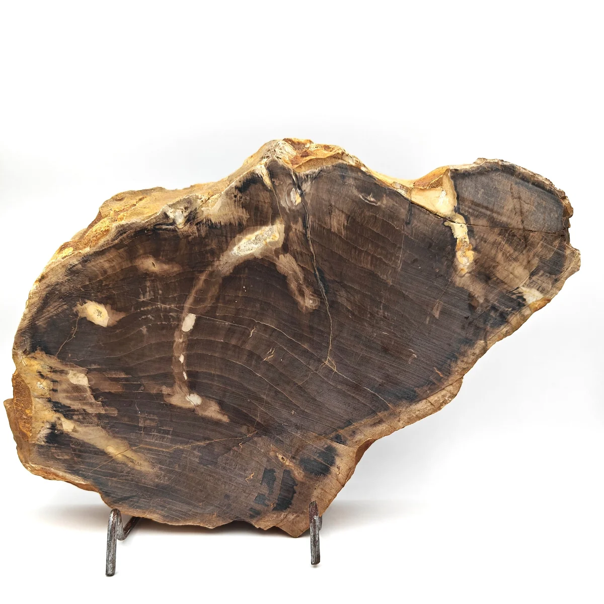 Bois Fossilisé Plaque 3300g - Photo 1