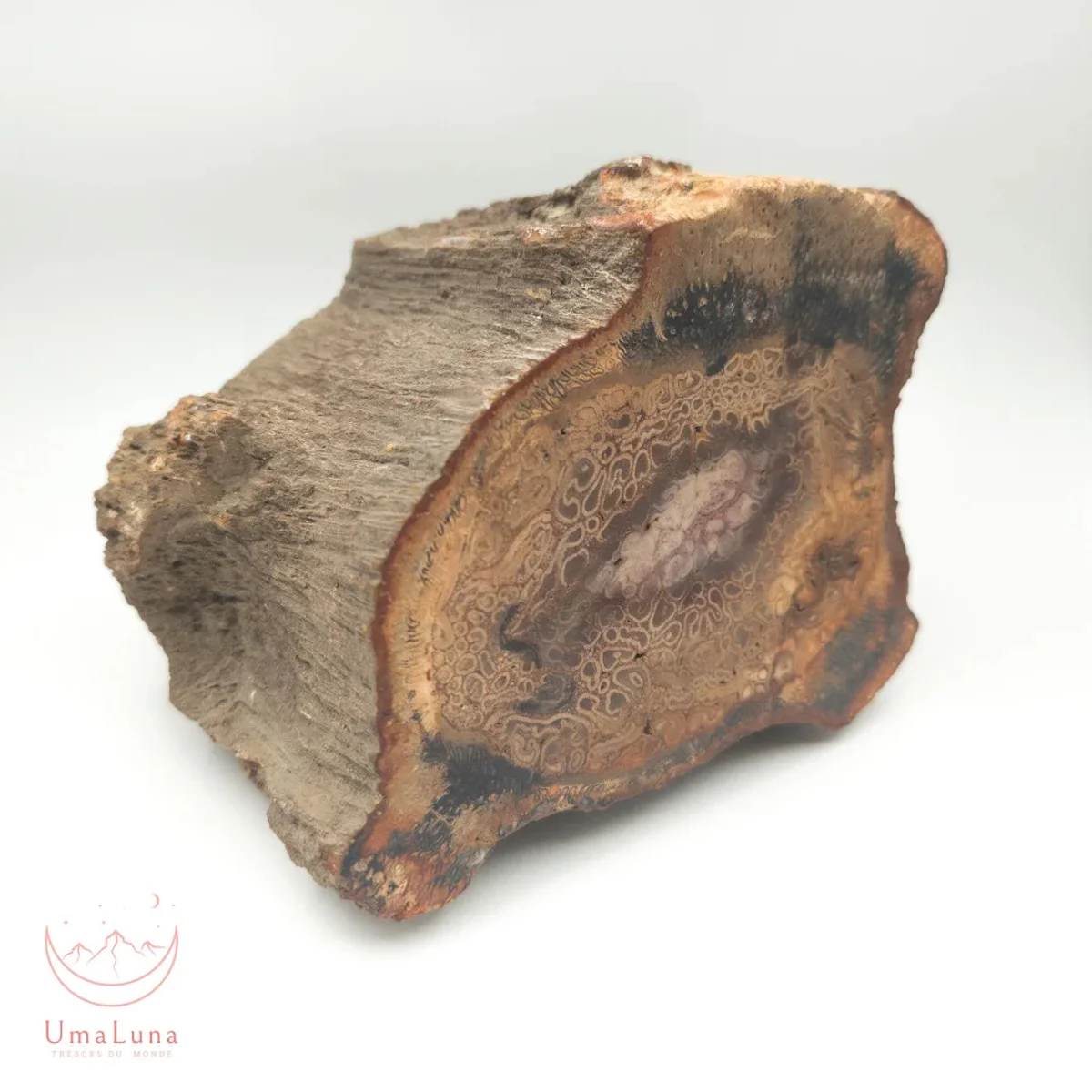 Bois Fossilisé Forme libre 650g - Photo 14