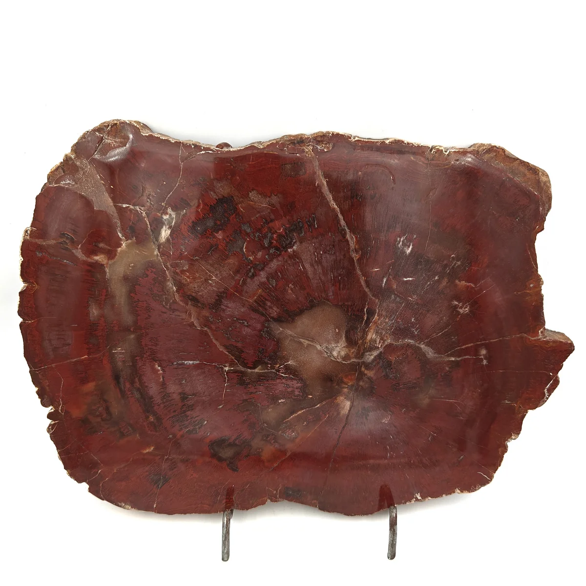 Bois Fossilisé Plaque 2200g - Photo 1